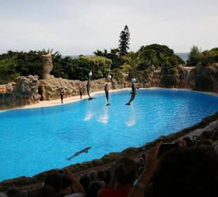 Ausflug nach Loro Parque