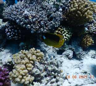 Schnorcheln Soma Bay