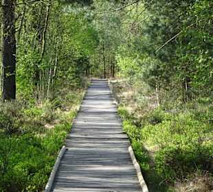 Impressionen vom Rundgang durch das Pietzmoor
