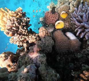 Schnorcheln Makadi Bay