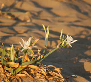 I gigli delle dune di Piscinas