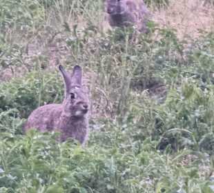 Kaninchen