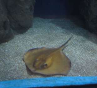 Aquarium / Oceanongrafic