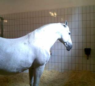 Lipizzanergestüt Piber Steiermark