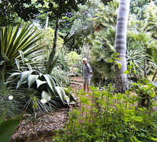 Verschiedene Pflanzen