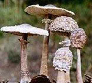 Modell Parasol macrolepiota procera