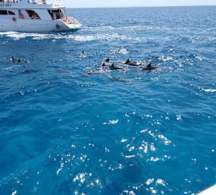 Delphinfamilie in Live erlebt