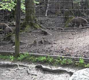 Walderlebnisweg Rottenburg
