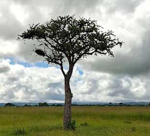 Natur pur