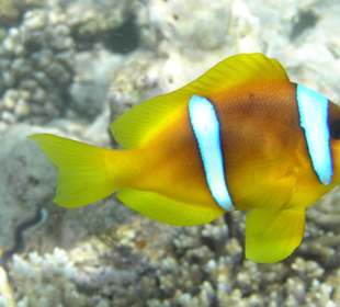 Direkt am Hausriff beim Schnorcheln aufgenommen