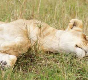 Bin satt, Touris schmecken gut