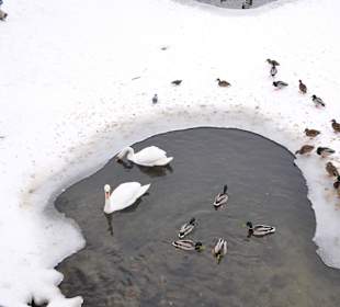 Mieszkańcy Łazienek Królewskich