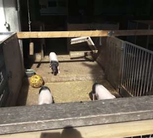 Hohenloher Freilandmuseum