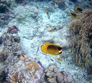Fische beim Schnorcheln