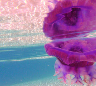 Kronenqualle (Zufallstreffer, noch nie vorher ges)