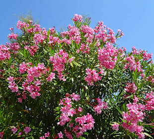 Oleander an der Strandpromenade