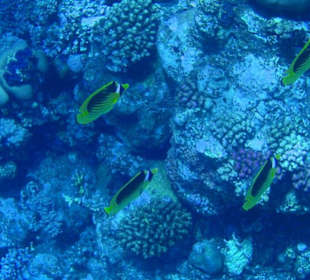 Unterwasserwelt am Aussenriff