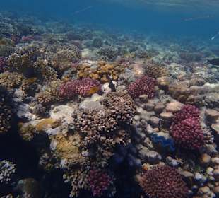 Schnorcheln Marsa Alam