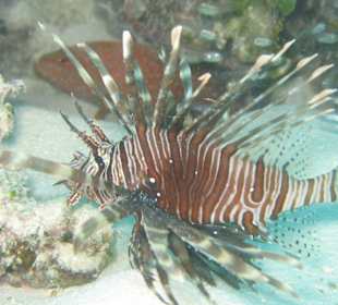 Rotfeuerfisch, Dream Island