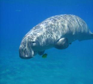 Seekühe In Abu Dabab