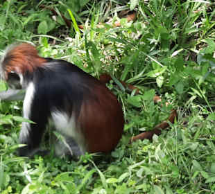 Nationalpark Jozani-Chwaka