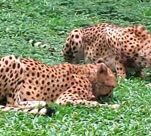 Singapur Zoo