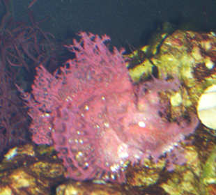 Aquarium Berlin