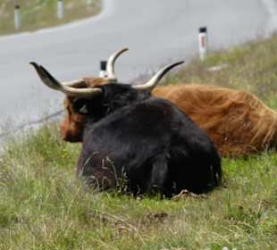 Achtung! Freihlaufende Highlandrinder