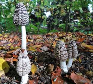 Herbststimmung im Stadtpark Versmold