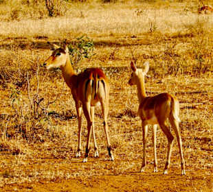 Impala, Mutter & Tochter