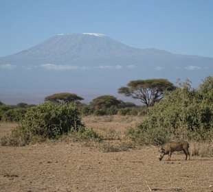 Kilimanjaro