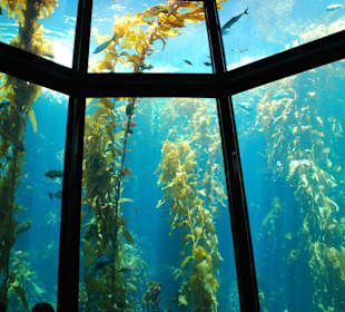 Blick auf das große Aquarium