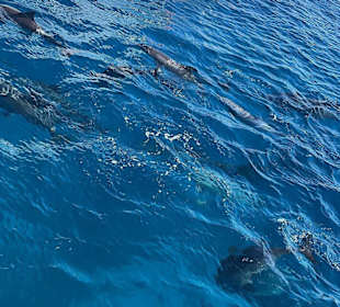 Delfin Tour Hurghada