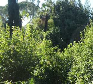 Opatija: Bei einem Bummel durch den Angiolina-Park