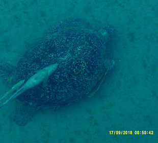 Schnorcheln Marsa Alam