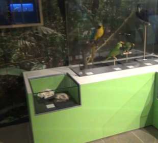 Niedersächsisches Landesmuseum