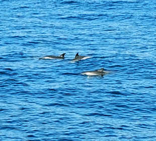 Delfine im Meer vor Gibraltar