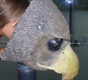 Wie sieht ein Adler?