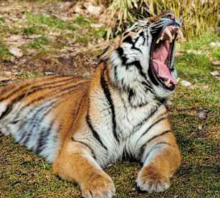 Tiger Jegor  bin schon satt.