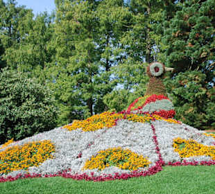 Der Blumenpfau  im Herbstkleid!