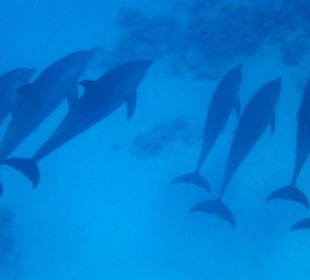 Delfine erleben mit Yasser