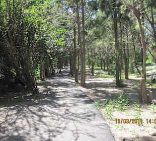 Im Palmenhain an FV-2 in Costa Calma