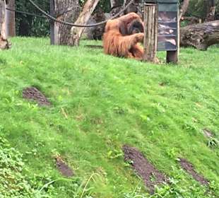 Gorilla wird beschäftigt