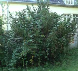 Parkanlage Silberburg