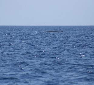 Katamaran Santa Maria