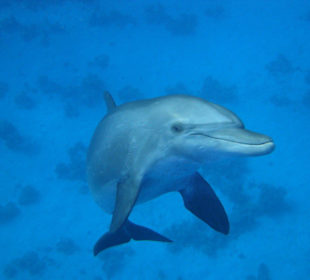 Mit Delfinen/Tümmlern schnorcheln