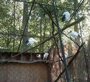 Zoo Brno