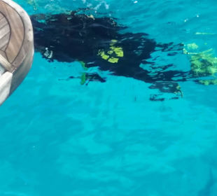 Delfin Tour! Tauchen Schnorcheln