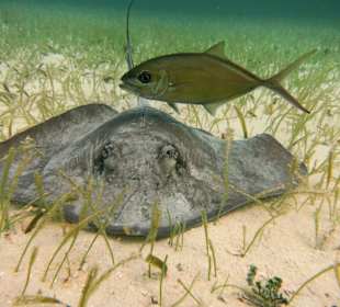 Auch 2 Rochen gesehen