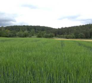 Wanderweg - Alter Steinbruch Pfaffenberg Runde